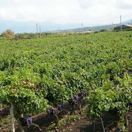Alloggio per agriturismo Etna Wine Azienda Agrituristica *